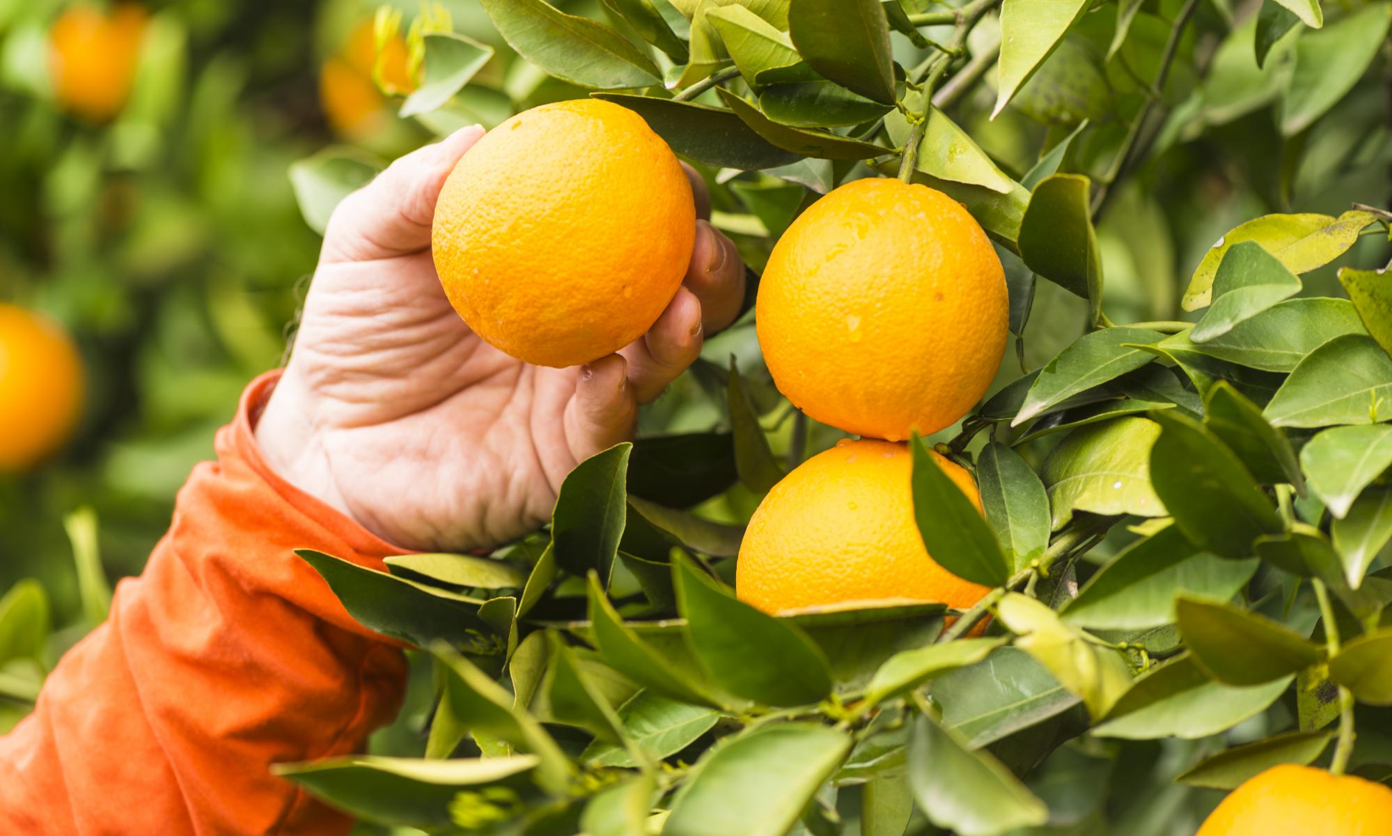 yellow orange fruit